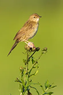 Common Grasshopper Warbler (Locustella naevia), Vorarlberg, Austria Common Grasshopper Warbler (Locustella naevia), Vorarlberg, Austria