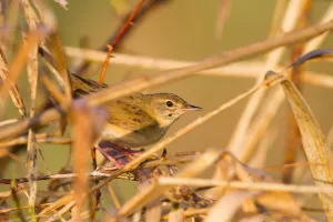 Common Grasshopper Warbler (Locustella naevia), Baden-Wuerttemberg, Germany