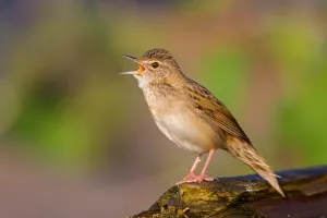 Common Grasshopper Warbler (Locustella naevia) singing, Germany