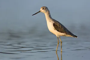Common Greenshank (Tringa nebularia), Victoria, Australia