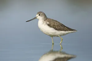 Common Greenshank (Tringa nebularia), Victoria, Australia