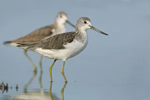 Common Greenshank (Tringa nebularia), Victoria, Australia