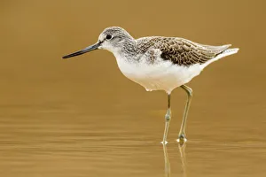 Wader Prints: Common Greenshank (Tringa nebularia), Asturias, Spain