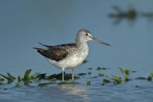 Common Greenshank (Tringa nebularia), Schleswig-Holstein, Germany