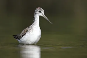 Wader Prints: Common Greenshank (Tringa nebularia), St. Gallen, Switzerland