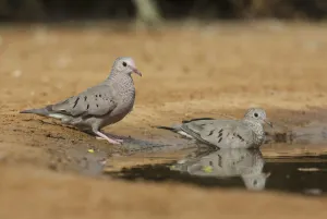 Columbidae Prints: Common Ground Dove (Columbina passerina) pair, Texas, USA