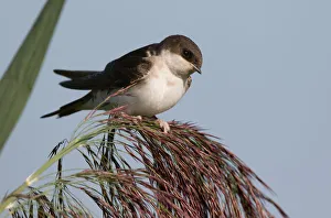 Common House Martin (Delichon urbica) perched on reed, polder Arkemheen, The Netherlands Common House Martin (Delichon urbica) perched on reed, polder Arkemheen, The Netherlands