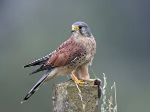 Common Kestrel (Falco tinnunculus) male perched on top of a stone fence post with mouse Common Kestrel (Falco tinnunculus) male perched on top of a stone fence post with mouse