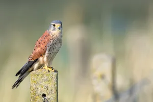 Common Kestrel (Falco tinnunculus) male perched on top of a stone fence post looking at camera, Overijssel Common Kestrel (Falco tinnunculus) male perched on top of a stone fence post looking at camera, Overijssel