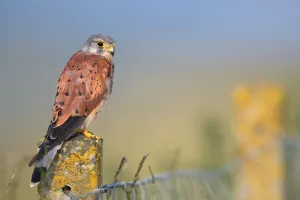 Common Kestrel (Falco tinnunculus) adult male perched on top of a stone fence post