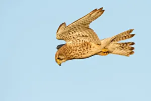 Raptor Prints: Common Kestrel (Falco tinnunculus) female flying, The Netherlands