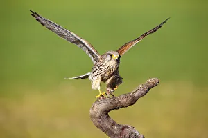 Common Kestrel (Falco tinnunculus) female with prey, Castile-La Mancha, Spain