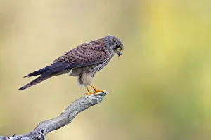 Common Kestrel (Falco tinnunculus) juvenile male, Thuringia, Germany