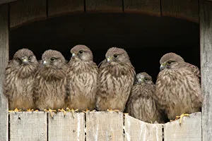 Common Kestrel (Falco tinnunculus) juveniles, Lower Saxony, Germany