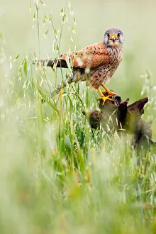 Raptor Prints: Common Kestrel (Falco tinnunculus) perched on a stump, Castile, Spain