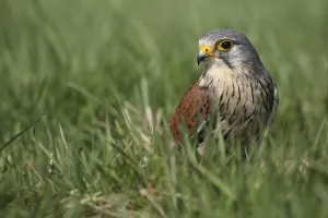 Common Kestrel (Falco tinnunculus) sitting in meadow, Gelderland, The Netherlands Common Kestrel (Falco tinnunculus) sitting in meadow, Gelderland, The Netherlands