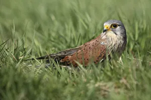 : Common Kestrel (Falco tinnunculus) sitting in meadow, Gelderland, The Netherlands