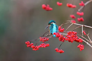 Common Kingfisher (Alcedo atthis) adult male perched on Guelder Rose (Viburnum opulus) twig with berries, Suffolk, England