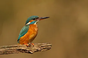 Kingfishers Prints: Common Kingfisher (Alcedo atthis) female, Utrecht, The Netherlands