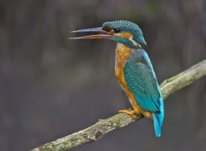 Common Kingfisher (Alcedo atthis) female perched on a branch, Bavaria, Germany
