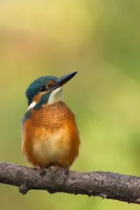 Common Kingfisher (Alcedo atthis) juvenile female, Utrecht, The Netherlands
