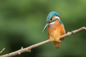 Common Kingfisher (Alcedo atthis) juvenile perched on a branch, looking for prey, Flanders, Belgium