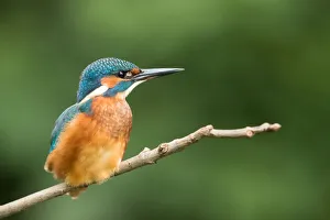 Common Kingfisher (Alcedo atthis) juvenile perched on a branch, Flanders, Belgium
