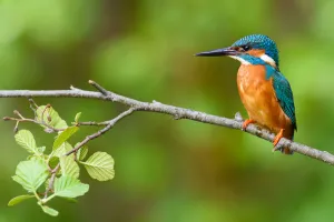 Kingfishers Prints: Common Kingfisher (Alcedo atthis) male, Bavaria, Germany