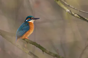 Saxony Prints: Common Kingfisher (Alcedo atthis) male, Saxony, Germany