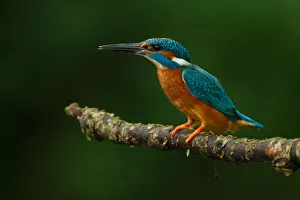 Kingfishers Prints: Common Kingfisher (Alcedo atthis) male, Utrecht, The Netherlands
