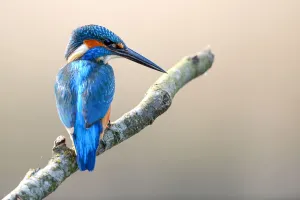 Common Kingfisher (Alcedo Atthis) male, perched on a branch, Wisentbos, Dronten, Flevoland, the Netherlands Common Kingfisher (Alcedo Atthis) male, perched on a branch, Wisentbos, Dronten, Flevoland, the Netherlands