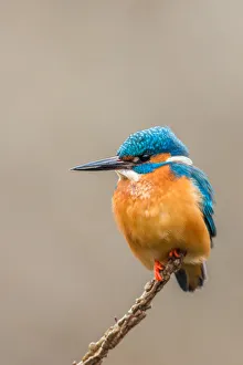 Common Kingfisher (Alcedo atthis) male perched on a branch, Alsace, France