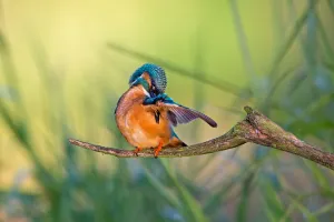 Kingfishers Prints: Common Kingfisher (Alcedo atthis) male preening, Saxony-Anhalt, Germany