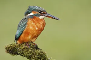 Kingfishers Prints: Common Kingfisher (Alcedo atthis), Seville, Spain