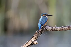 Netherlands Prints: common kingfisher (Alcedo atthis)male resting on branche, Lepelaarsplassen, Netherlands