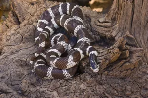 Common Kingsnake (Lampropeltis getulus), Arizona