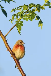 Common Linnet (Linaria cannabina) male, Rhineland-Palatinate, Germany Common Linnet (Linaria cannabina) male, Rhineland-Palatinate, Germany