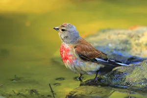 Waterhole Prints: Common Linnet (Linaria cannabina) male at waterhole, Andalusia, Spain