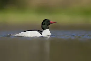 Waterfowl Prints: Common Merganser (Mergus merganser americanus) male, New York, USA