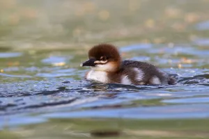 Waterfowl Prints: Common Merganser (Mergus merganser) chick, Mecklenburg-Western Pomerania, Germany