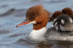 Common Merganser (Mergus merganser) female with chicks, Bavaria, Germany