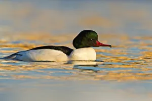 Common Merganser (Mergus merganser) male, Baden-Wuerttemberg, Germany