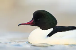 Common Merganser (Mergus merganser) male, Switzerland
