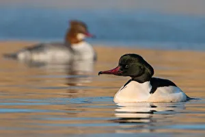 Waterfowl Prints: Common Merganser (Mergus merganser) pair, Saxony-Anhalt, Germany