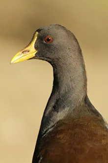 Common Moorhen (Gallinula chloropus), Aargau, Switzerland