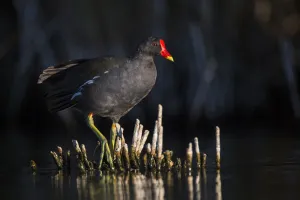 Common Moorhen (Gallinula chloropus), Castile-La Mancha, Spain