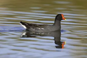 Common Moorhen (Gallinula chloropus), Arizona, USA