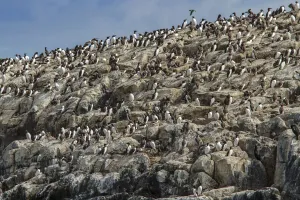 Common Murre (Uria aalge) colony on cliff, Farne Islands, United Kingdom
