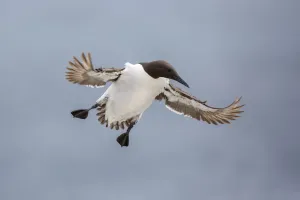 Common Murre (Uria aalge) flying, Farne Islands, United Kingdom