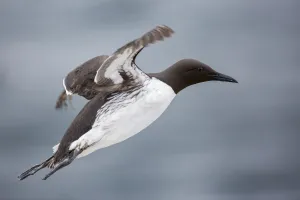 Common Murre (Uria aalge) flying, Farne Islands, United Kingdom